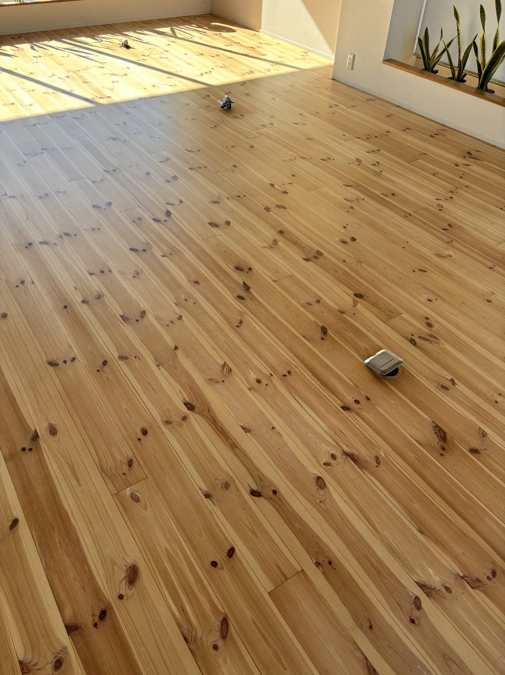 研磨後の無垢床